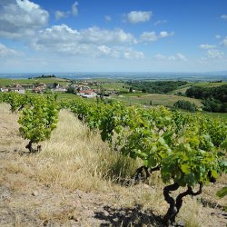 Vignogle du Beaujolais