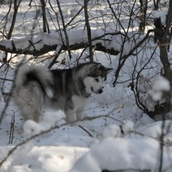 20170119-121310-011-N