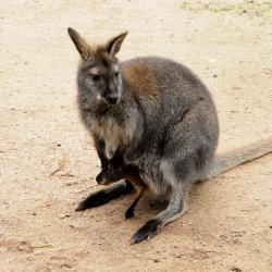 20150403-123926-333-N