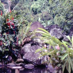 198709 - Guadeloupe - 041