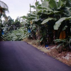 198709 - Guadeloupe - 048