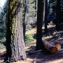 199807-Yosemite-0014