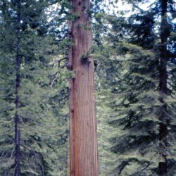 199807-Yosemite-0016