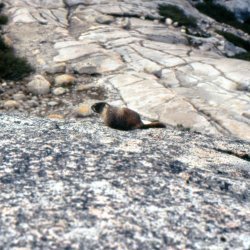 199807-Yosemite-0031