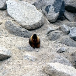 199807-Yosemite-0032