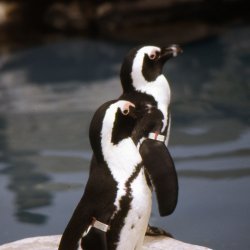 199807-GrandCanyon-0031